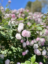 Load image into Gallery viewer, Rose Garden - Body Oil