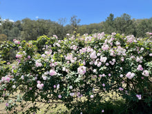 Load image into Gallery viewer, Rose Garden - Body Oil