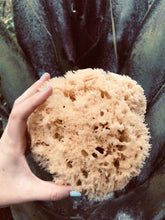 Load image into Gallery viewer, Natural Sea Sponge