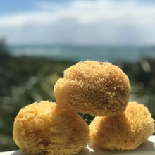 Load image into Gallery viewer, Natural Sea Sponge